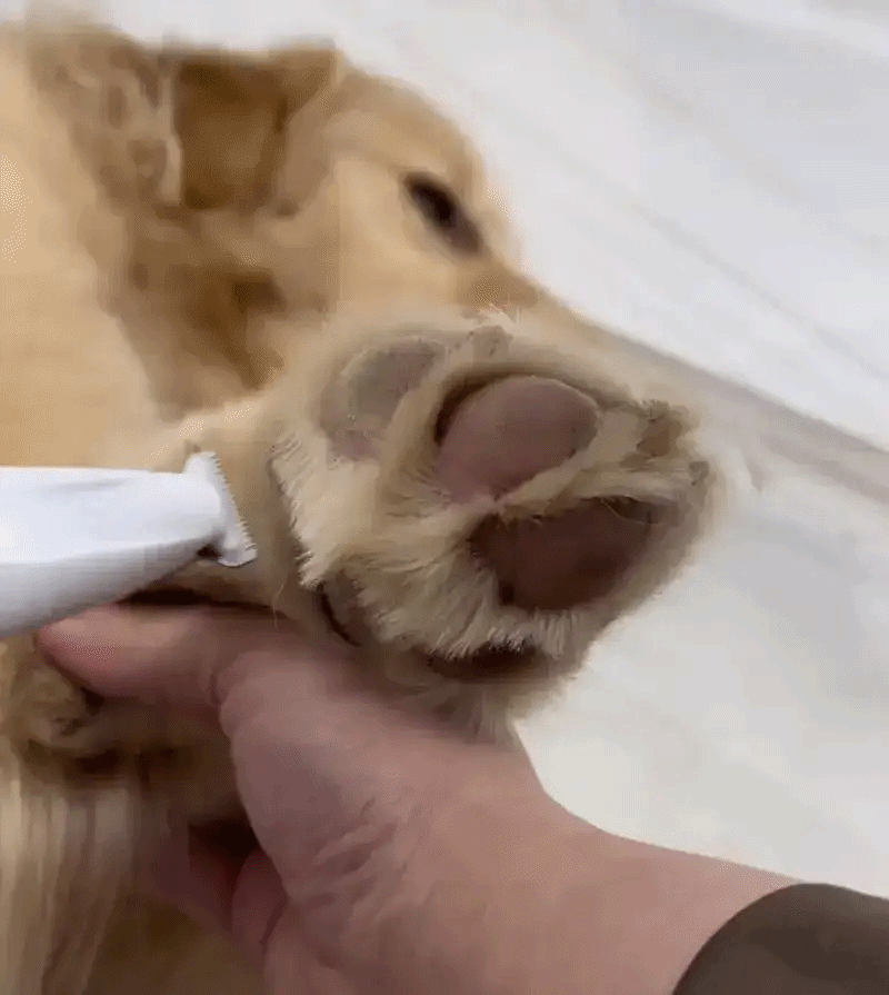 Durable and efficient pet paw hair trimmer suitable for regular grooming maintenance, dog clipperβ,hair clippers for dog, trimmer dog hairβ, dog grooming hair trimmerβ, dog hair trimmer, dog shavers clippers, pet hair clippers, dog clippers, cordless hair clippers for dogs, dog cutting clippers, dog grooming clippers, dog grooming clippers professionalβ, dog trimmer, grooming dog clippers, hair clippers dogsβ, hair clippers for dogs.
