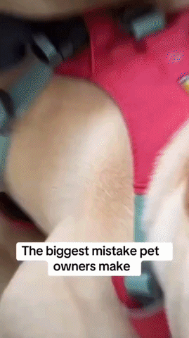 SecureRide Pet Seatbelt